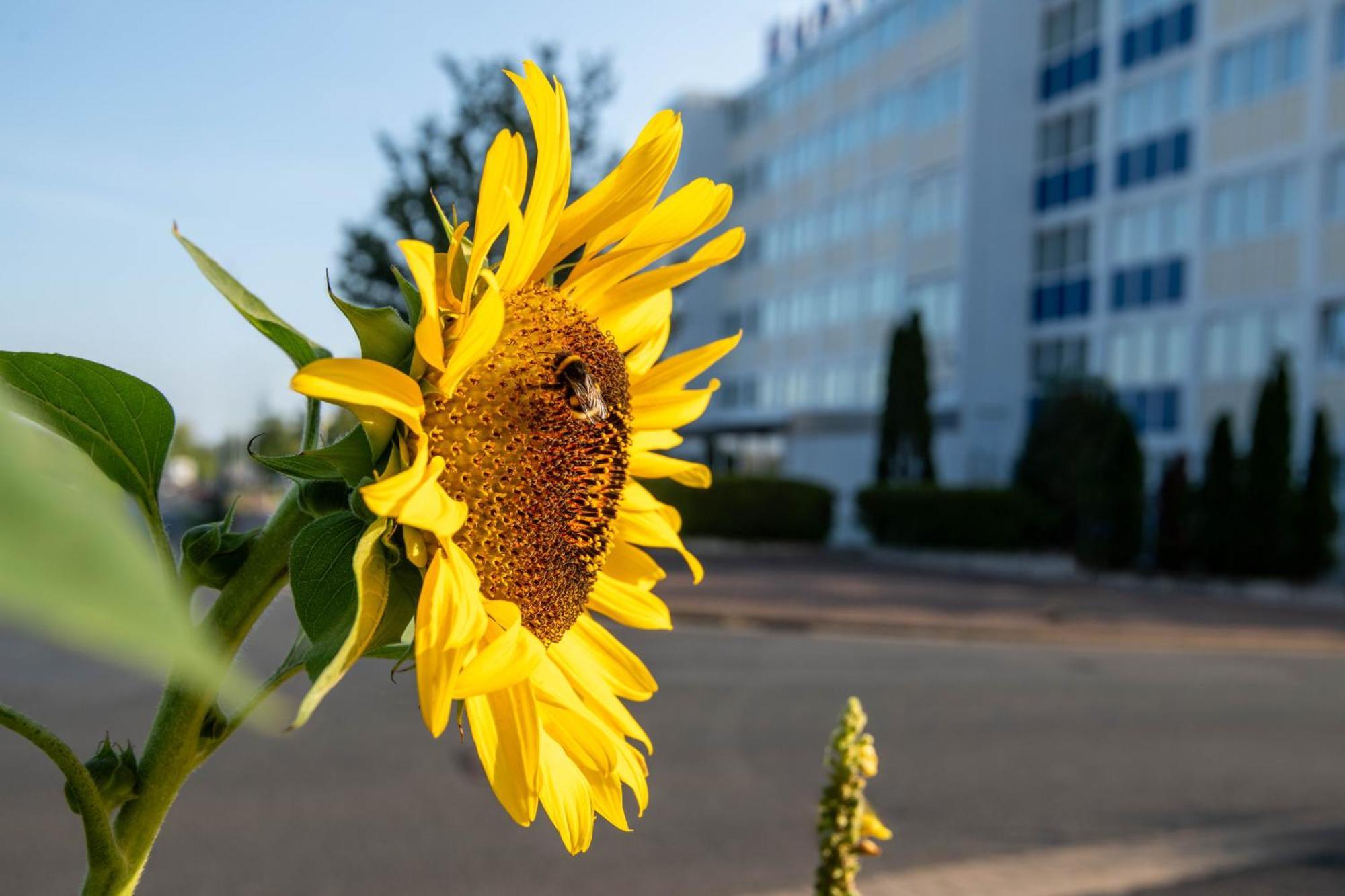 Pro Messe Hotel Hannover Exteriör bild